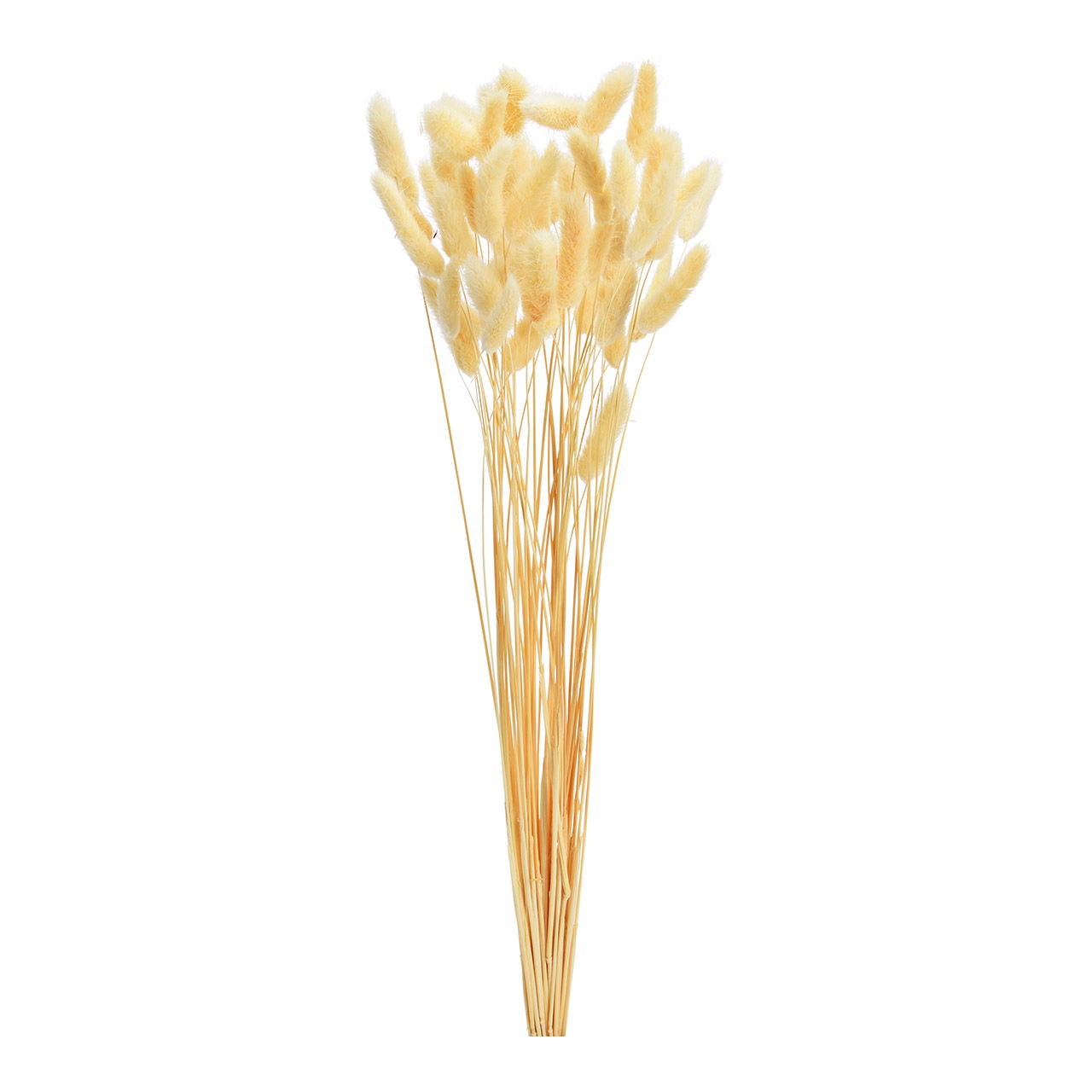 Bouquet de fleurs séchées Lagurus en matière naturelle, lot de 50 (H) 50cm